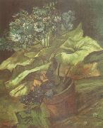 Vincent Van Gogh Cineraria in a Flowerpot (nn04) oil painting on canvas